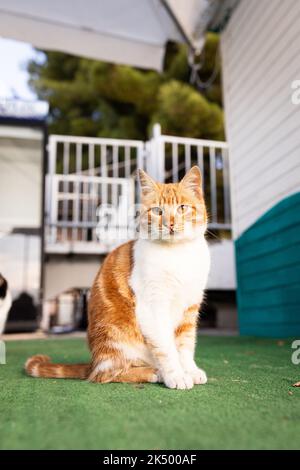 Draußen sitzt eine wunderschöne Ingwerkatze. Streunende Katzen. Vertikales Foto. Stockfoto
