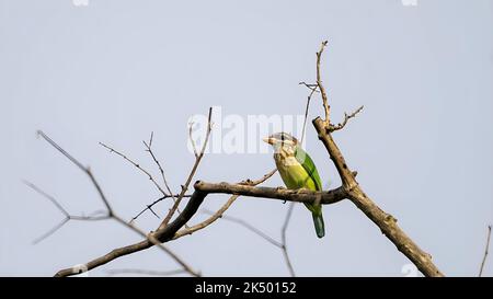 Ein Weißwabenbarbet, der auf einem Baumzweig im Hintergrund des Himmels steht Stockfoto