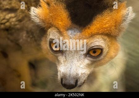 Männlicher Kronprinz Lemur (Eulemur coronatus) aus Madagaskar, einem Inselland vor der südostafrikanischen Küste, im Zoo Atlanta in Atlanta, Georgia. (USA) Stockfoto