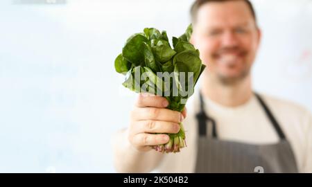 Kochen in Schürze hält Bund Spinatsalat und Sauerampfer in den Händen Stockfoto