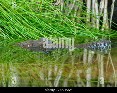 Geheimnisvolle, verborgenen Süßwasser-Krokodil teilweise in reflektierendes Wasser getaucht. Stockfoto