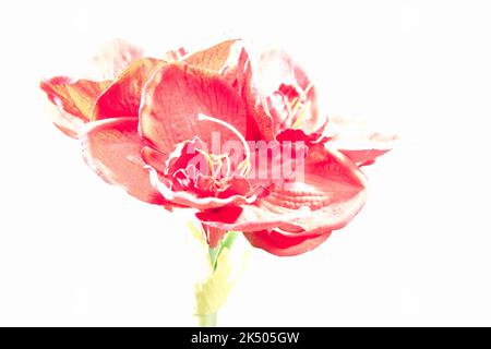 Amaryllis rote Kunstblüte als Highkeyaufnahme mit mindestens Blende 8 Stockfoto