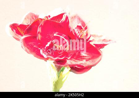 Amaryllis rote Kunstblüte als Highkeyaufnahme mit mindestens Blende 8 Stockfoto