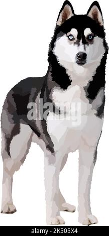 Realistischer sibirischer Husky. Charmante verspielte Arbeit oder Schlittenhund der nördlichen Rasse isoliert auf weißem Hintergrund Vektor-Illustration. Stock Vektor