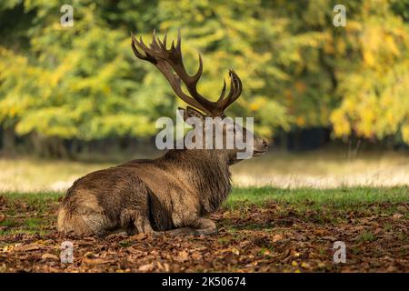 Nahaufnahme eines Rothirsches Hirsches, der nach der Rut sitzt Stockfoto