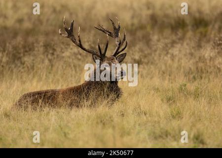 Nahaufnahme eines Rothirsches Hirsches, der nach der Rut sitzt Stockfoto