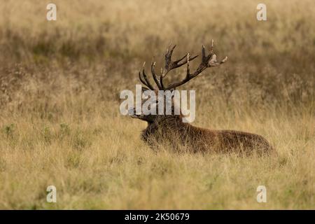 Nahaufnahme eines Rothirsches Hirsches, der nach der Rut sitzt Stockfoto