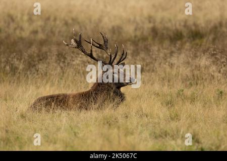 Nahaufnahme eines Rothirsches Hirsches, der nach der Rut sitzt Stockfoto