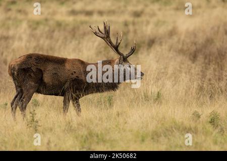 Nahaufnahme eines Rotwildhirsches im Herbst, UK.Side on Stockfoto
