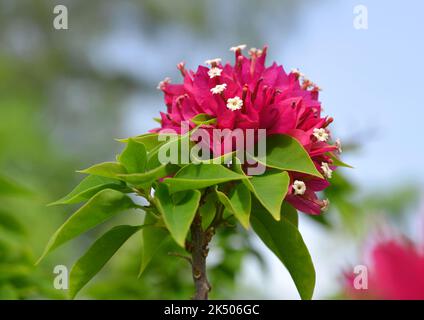 Blühende rosa Bougainvillea-Blüten schließen sich an sonnigen Tagen an. Stockfoto