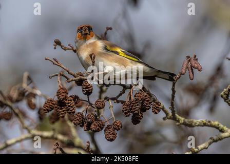 Goldfink, Carduelis carduelis, die sich im frühen Winter von Erlenzapfen ernährt. Stockfoto