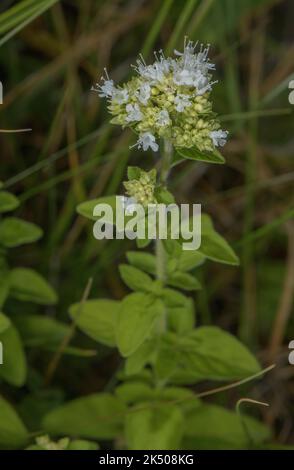 Weiße Form von wildem Majoran, Origanum vulgare, blühend auf Kreide im Unterland. Stockfoto