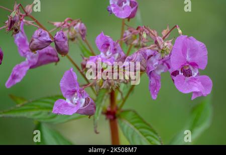 Himalaya-Balsam, Impatiens glandurifera, blühend am Flussufer, Dorset. Eindringen in nicht-native Pflanze. Stockfoto