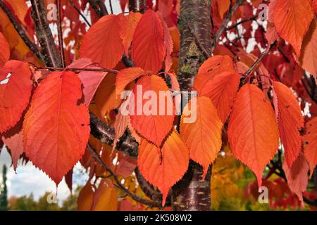 Herbstblätter auf Sargent Kirschbaum Stockfoto