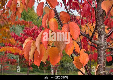 Herbstblätter auf Sargent Kirschbaum Stockfoto