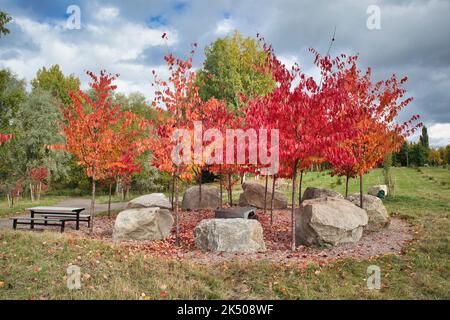 Herbstblätter auf Sargent Kirschbaum, Lappeenranta Finnland Stockfoto