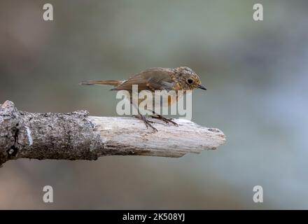 Jungtier Robin, Erithacus rubecula, im Spätsommer. Stockfoto