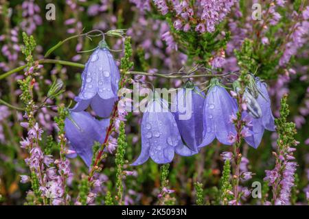 Harebell, Campanula rotundifolia, blühend unter Heidekraut auf Moor, Cairngorms. Stockfoto