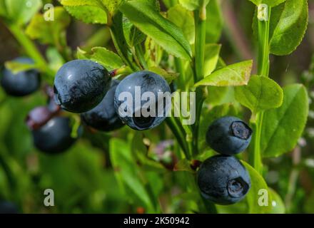 Reife Heidelbeeren, Vaccinium myrtillus, im Spätsommer auf Moor. Stockfoto