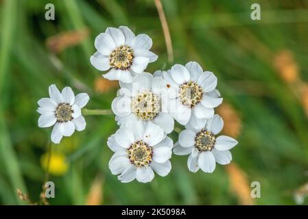 Sneezewo, Achillea ptarmica, blühig auf alter Weide, Spätsommer. Stockfoto
