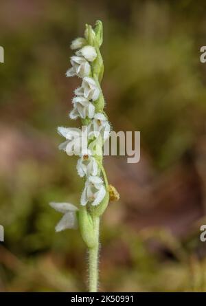 Schleichende Frauenherzen, Goodyera repens, blühen im Spätsommer im alten Caledonischen Kiefernwald. Stockfoto