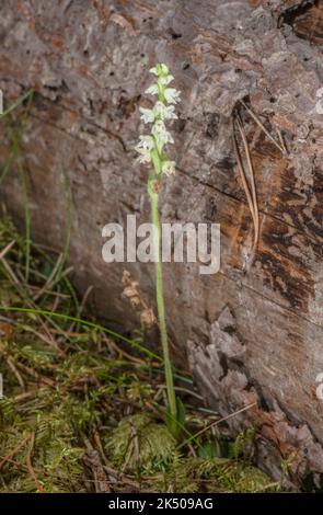 Schleichende Frauenherzen, Goodyera repens, blühen im Spätsommer im alten Caledonischen Kiefernwald. Stockfoto