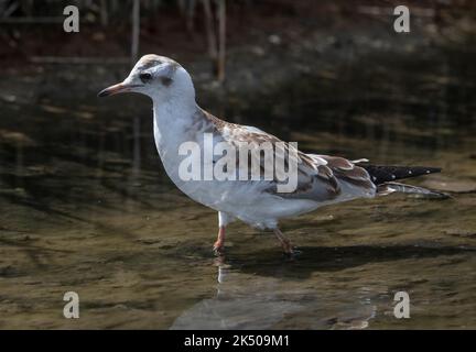 Unreife Schwarzkopfmöwe, Chroicocephalus ridibundus, füttert in der flachen Küstenlagune. Dorset. Stockfoto