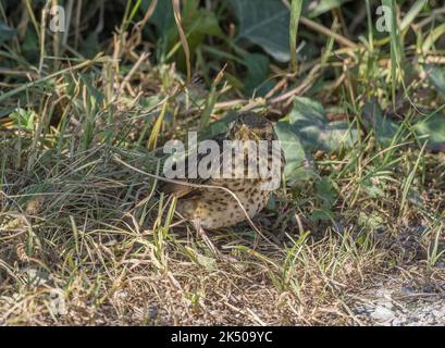 Song Thrush, Turdus philomelos, juvenil bei trockenem Wetter, wartet darauf, gefüttert zu werden. Stockfoto