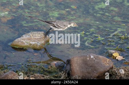 Bachstelze, Motacilla alba yarrellii, Fütterung entlang Seeufer, im Flug. Stockfoto