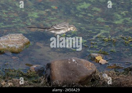 Bachstelze, Motacilla alba yarrellii, Fütterung entlang Seeufer, im Flug. Stockfoto