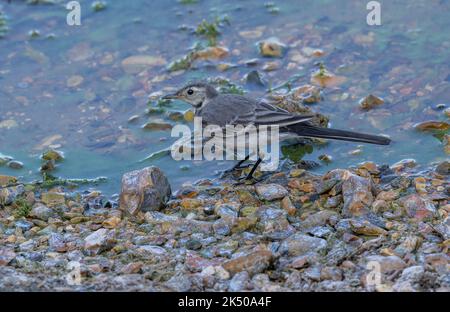 Bachstelze, Motacilla alba yarrellii, Fütterung entlang Seeufer. Stockfoto