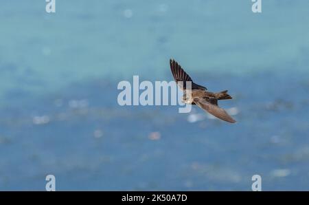 Sand martin, Riparia riparia, im Flug um die Brutstätte, Hampshire. Stockfoto