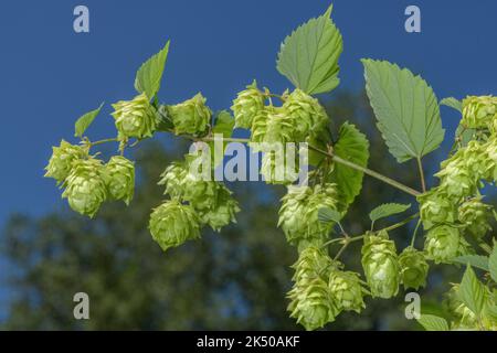 Weiblicher Wildhüpfen, Humulus lupulus, in Früchten im Frühherbst. Stockfoto