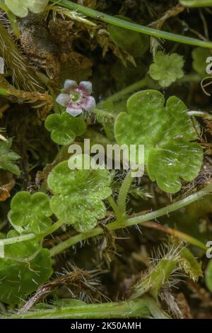 Cornish moneywort, Sibthorpia europaea, in Blüte in feuchten schattigen Tal, Quantocks, Somerset. Gutes Beispiel für die Disjunktionsverteilung. Stockfoto