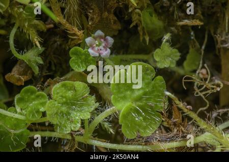 Cornish moneywort, Sibthorpia europaea, in Blüte in feuchten schattigen Tal, Quantocks, Somerset. Gutes Beispiel für die Disjunktionsverteilung. Stockfoto