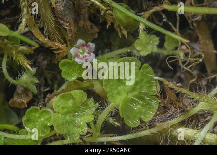 Cornish moneywort, Sibthorpia europaea, in Blüte in feuchten schattigen Tal, Quantocks, Somerset. Gutes Beispiel für die Disjunktionsverteilung. Stockfoto