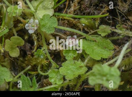 Cornish moneywort, Sibthorpia europaea, in Blüte in feuchten schattigen Tal, Quantocks, Somerset. Gutes Beispiel für die Disjunktionsverteilung. Stockfoto