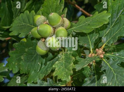 Gruppe von Eicheln aus Eiche, Quercus petraea, im Spätsommer reifend. Stockfoto