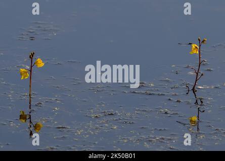 Großblattkraut, Utricularia vulgaris, blüht im See auf den Somerset-Ebenen. Stockfoto