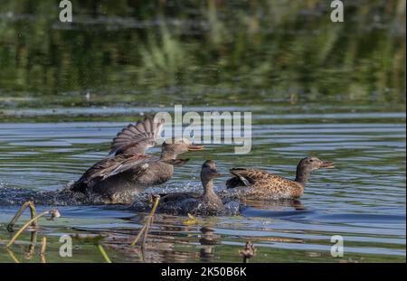 Gruppe von Gadwall, Mareca strepera, zeigt frühe Balztätigkeit. Somerset. Stockfoto