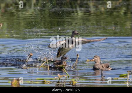 Gruppe von Gadwall, Mareca strepera, zeigt frühe Balztätigkeit. Somerset. Stockfoto