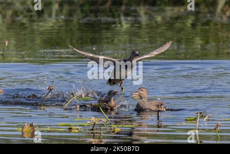 Gruppe von Gadwall, Mareca strepera, zeigt frühe Balztätigkeit. Somerset. Stockfoto