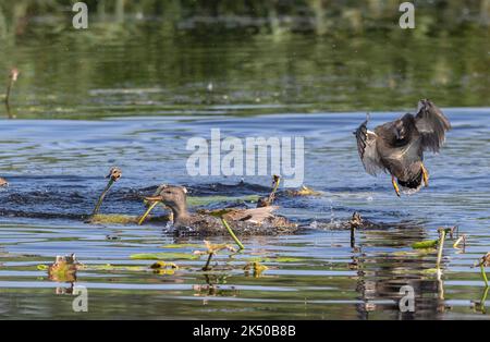 Gruppe von Gadwall, Mareca strepera, zeigt frühe Balztätigkeit. Somerset. Stockfoto