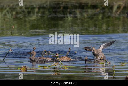 Gruppe von Gadwall, Mareca strepera, zeigt frühe Balztätigkeit. Somerset. Stockfoto