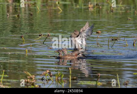 Gruppe von Gadwall, Mareca strepera, zeigt frühe Balztätigkeit. Somerset. Stockfoto