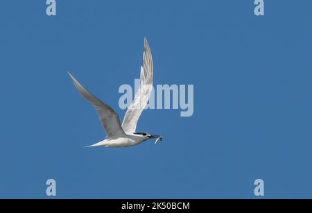 Sandwichseeschwalbe, Thalasseus sandvicensis, im Flug mit Fischen; Spätsommer, kurz vor der Migration nach Süden. Hants. Stockfoto