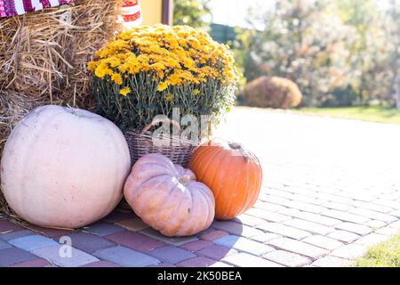 Gelbe und orangefarbene Kürbisse auf der Messe. Kürbisse in Körben und Boxen. Viele verschiedene Kürbisse zum Verkauf. Konzept von Herbst, Ernte und Feier Stockfoto