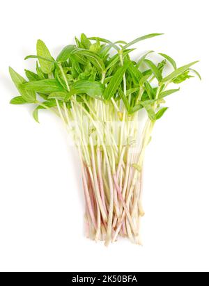 Mungbohne-Microgreens, ein Haufen frischer und roher Triebe von Vigna radiata, von oben. Auch bekannt als Green gram, maash, Moong Beans, Monggo oder Munggo. Stockfoto