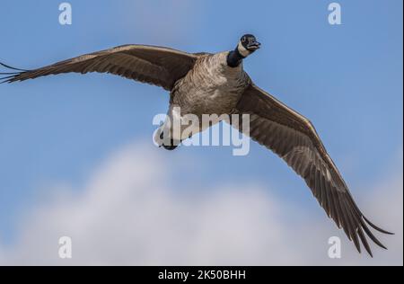 Kanadagans, Branta canadensis ssp. Canadensis, in Großbritannien eingebürgert, im Flug. Stockfoto