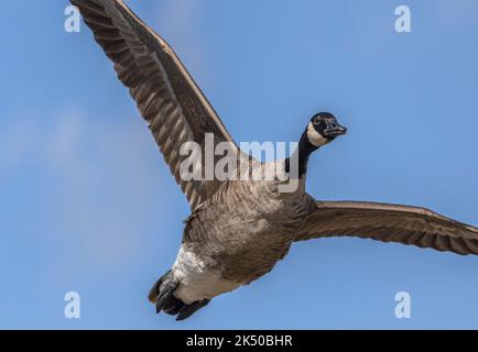 Kanadagans, Branta canadensis ssp. Canadensis, in Großbritannien eingebürgert, im Flug. Stockfoto
